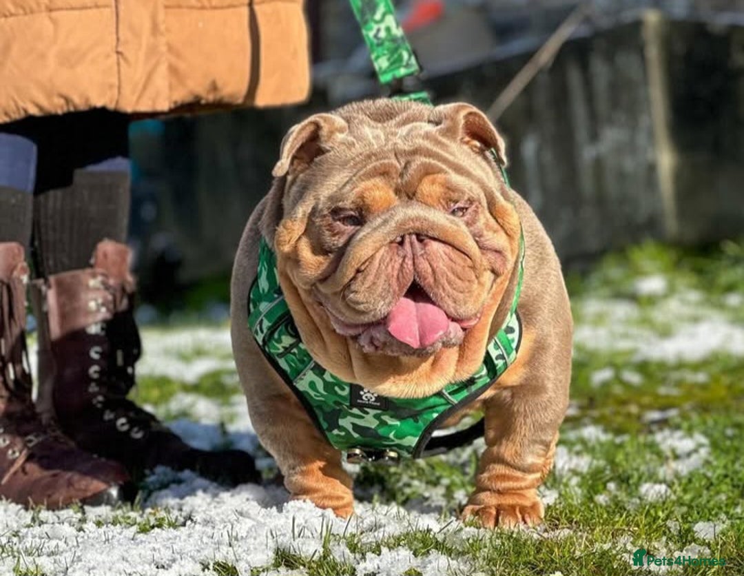 English Bulldog dogs for sale: PEDIGREE KC REGISTERED ENGLISH BULLDOGS - Advert 8