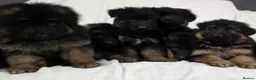 German Shepherd dogs for sale: Gorgeous German Shepherd Puppies For Sale - Advert 5