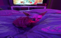 Sphynx cats for sale: 3yr old female Sphynx - Image 3