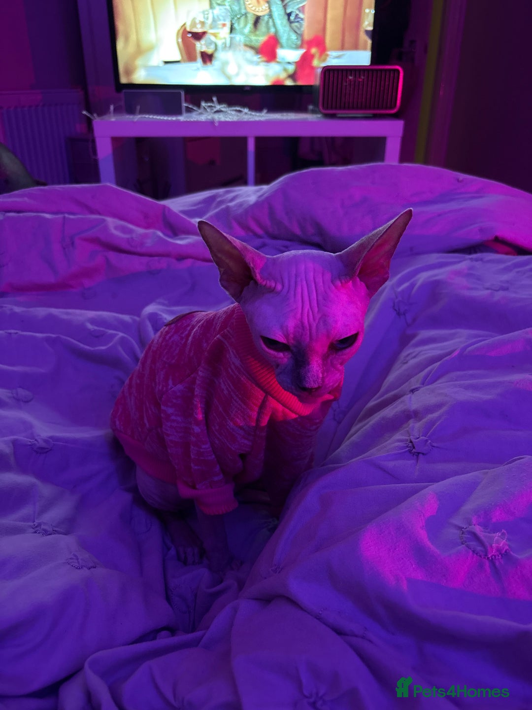 Sphynx cats for sale: 3yr old female Sphynx - Image 3