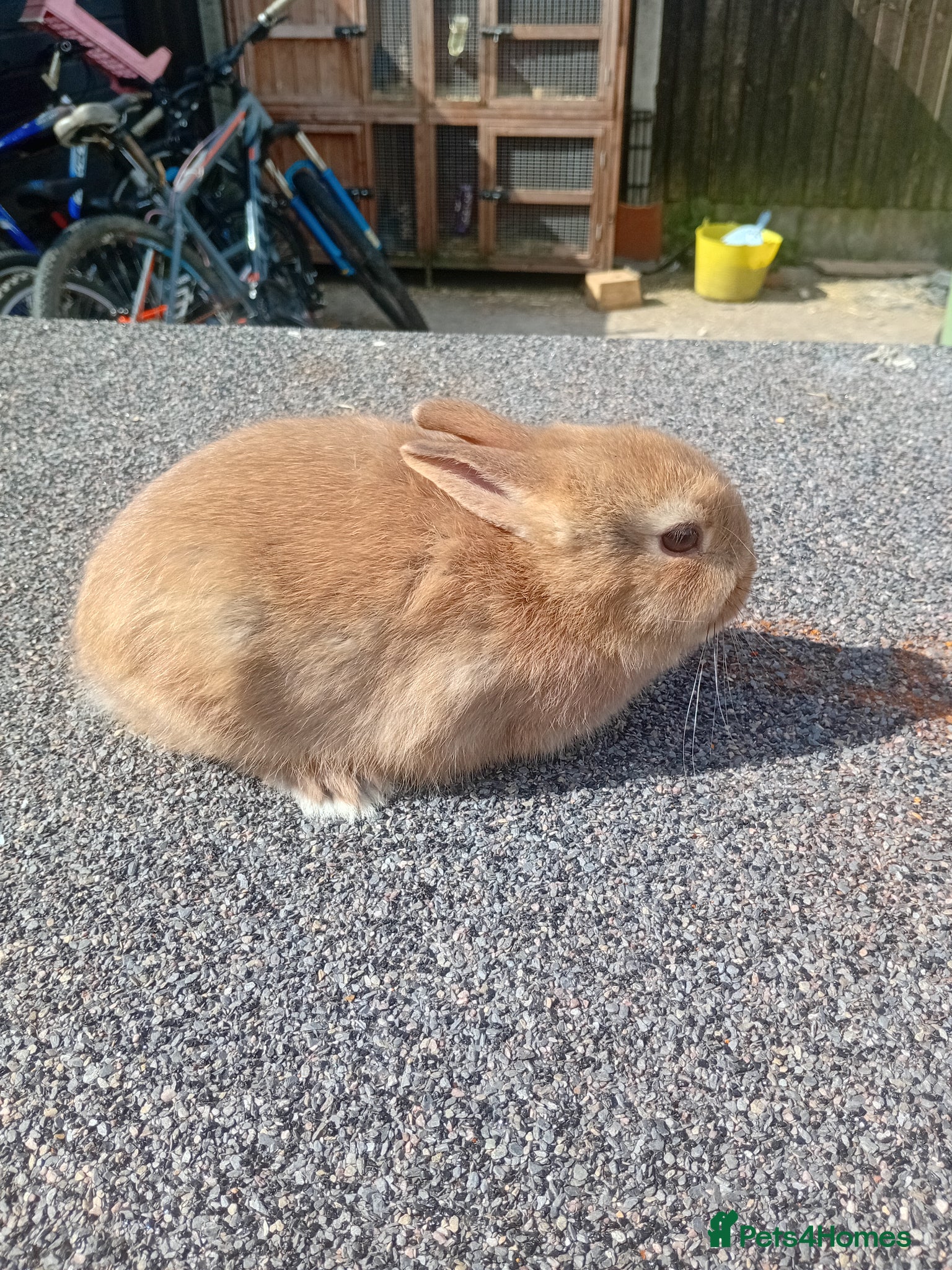 Netherland Dwarf rabbits Netherland dwarf baby  - Advert 1
