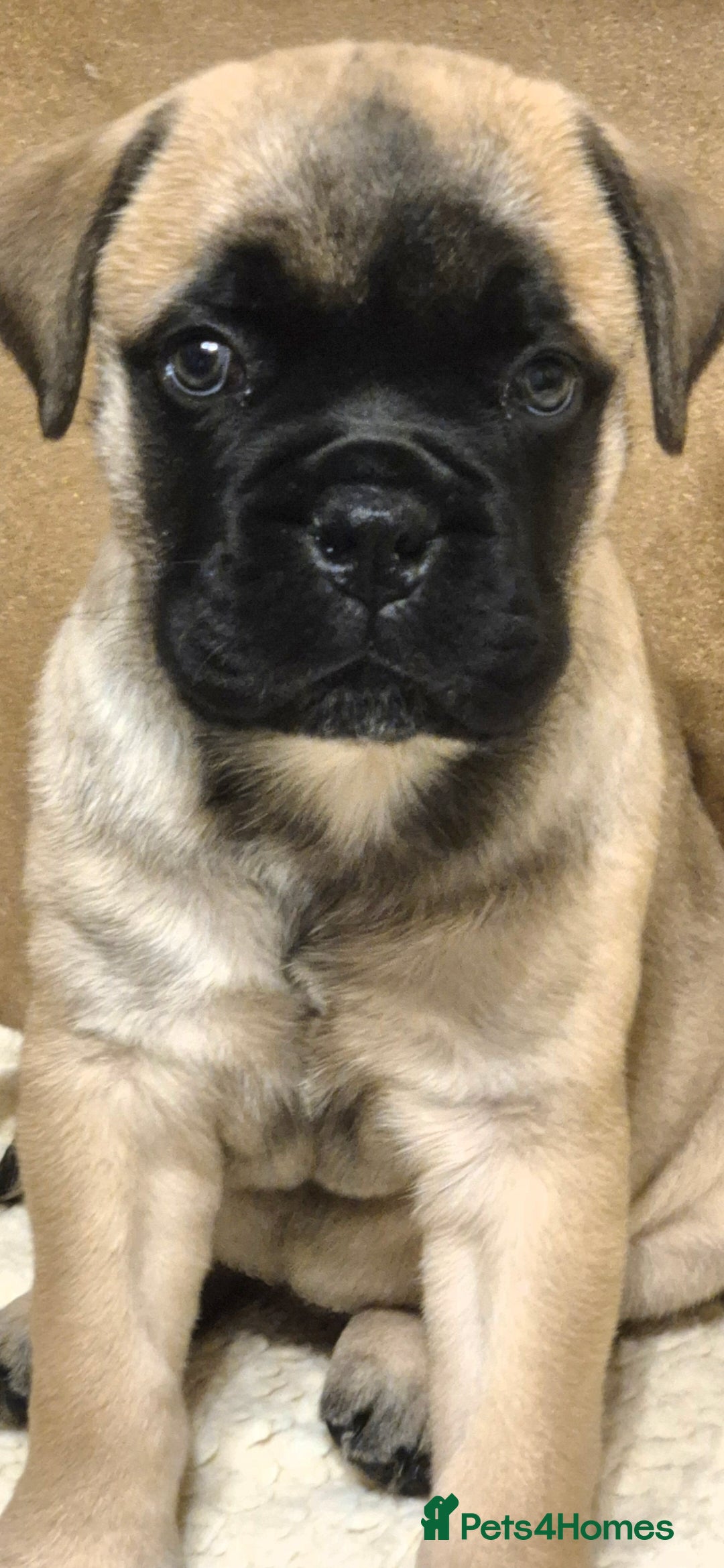 Bullmastiff dogs Beautiful Bullmastiff Puppy - Advert 1