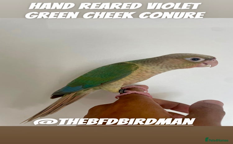 Conures birds - Advert 1