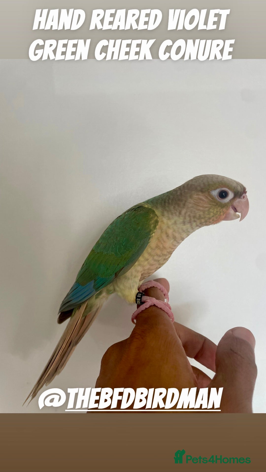 Conures birds for sale: 100% SILLY TAME HAND REARED CONURES - Image 1