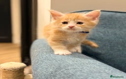 Maine Coon cats for sale: Maine Coon Kittens - Image 28