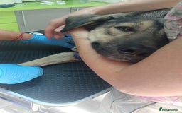 Mixed Breed dogs for adoption: HONEY !  a Lovely 3 LEGGED Boy - for a Loving Home - Image 9