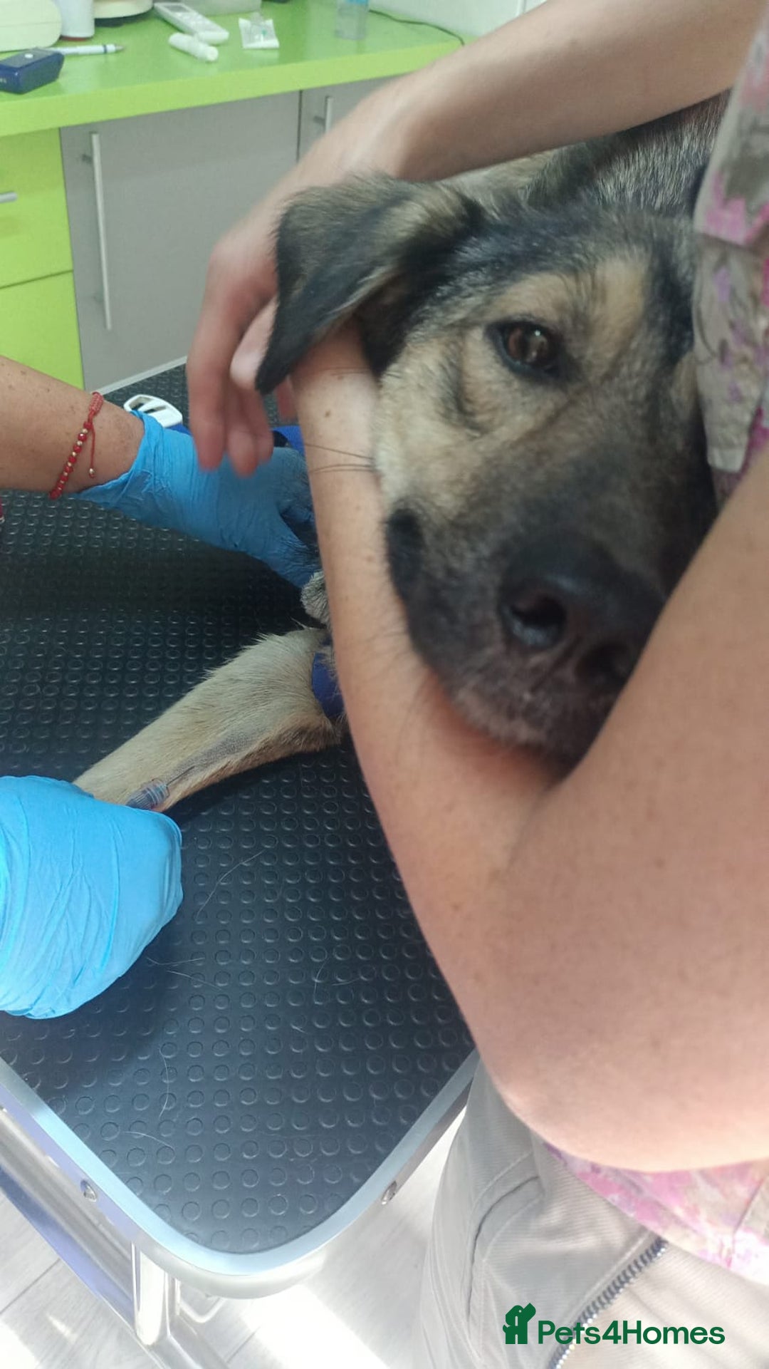 Mixed Breed dogs for adoption: HONEY !  a Lovely 3 LEGGED Boy - for a Loving Home - Image 9