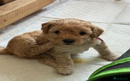 Mixed Breed dogs for sale: 💕 Gorgeous Cavapoochon Puppies 💕  - Image 14