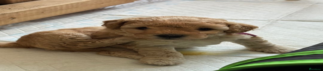Mixed Breed Puppy 2