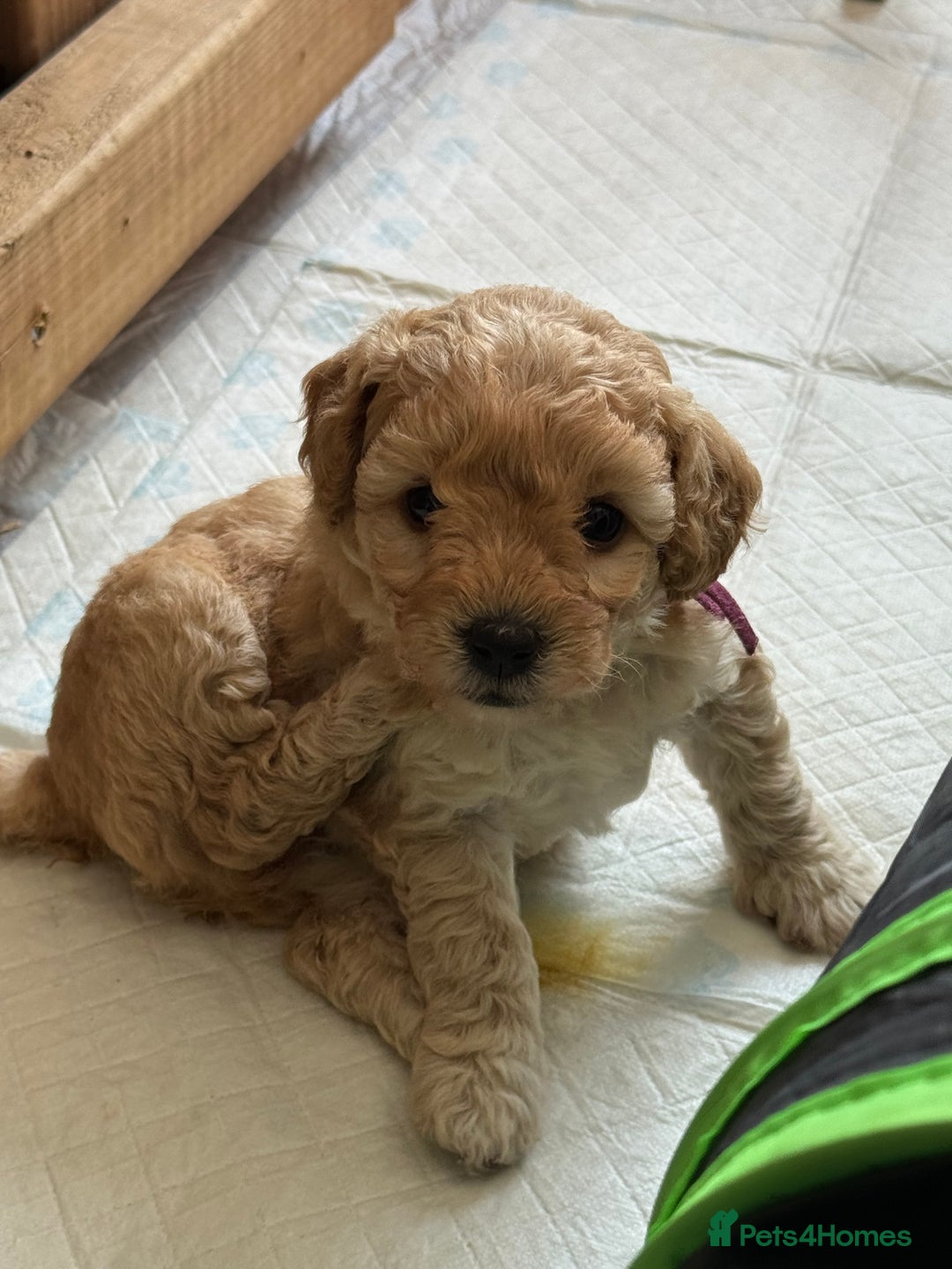 Mixed Breed dogs for sale: 💕 Gorgeous Cavapoochon Puppies 💕  - Image 14