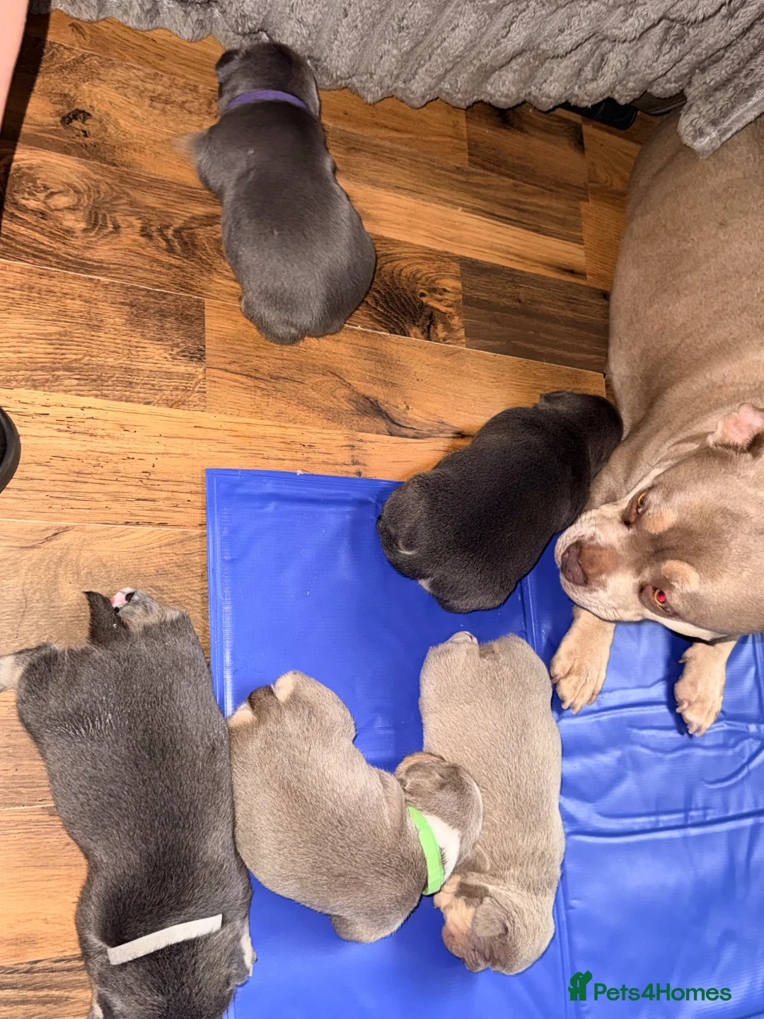 French Bulldog dogs for sale: French bull dog puppies available July  - Advert 1
