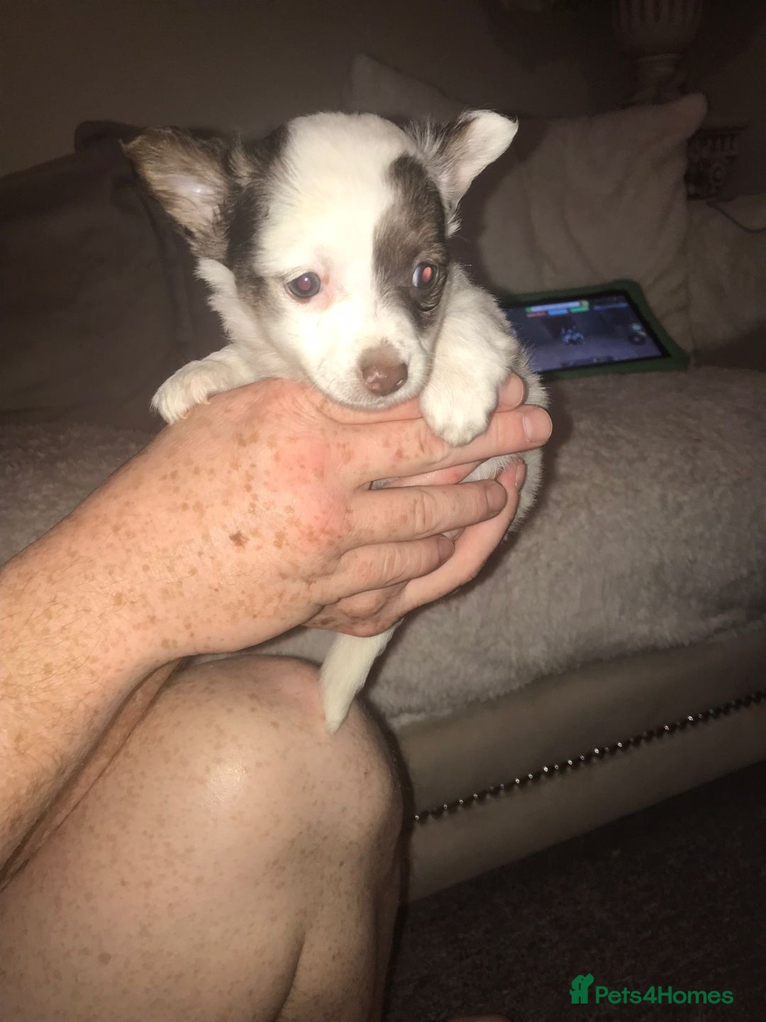 Mixed Breed dogs for sale: Miniature teacup chihuahua X Jack russell puppies  - Image 1