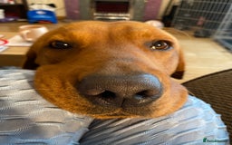 Labrador Retriever dogs for stud: for stud Male fox red Labrador proven makes 13 pup - Image 4