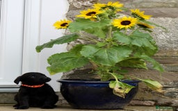 Labrador Retriever dogs for sale: Black and Yellow Working Labrador Puppies  - Image 34