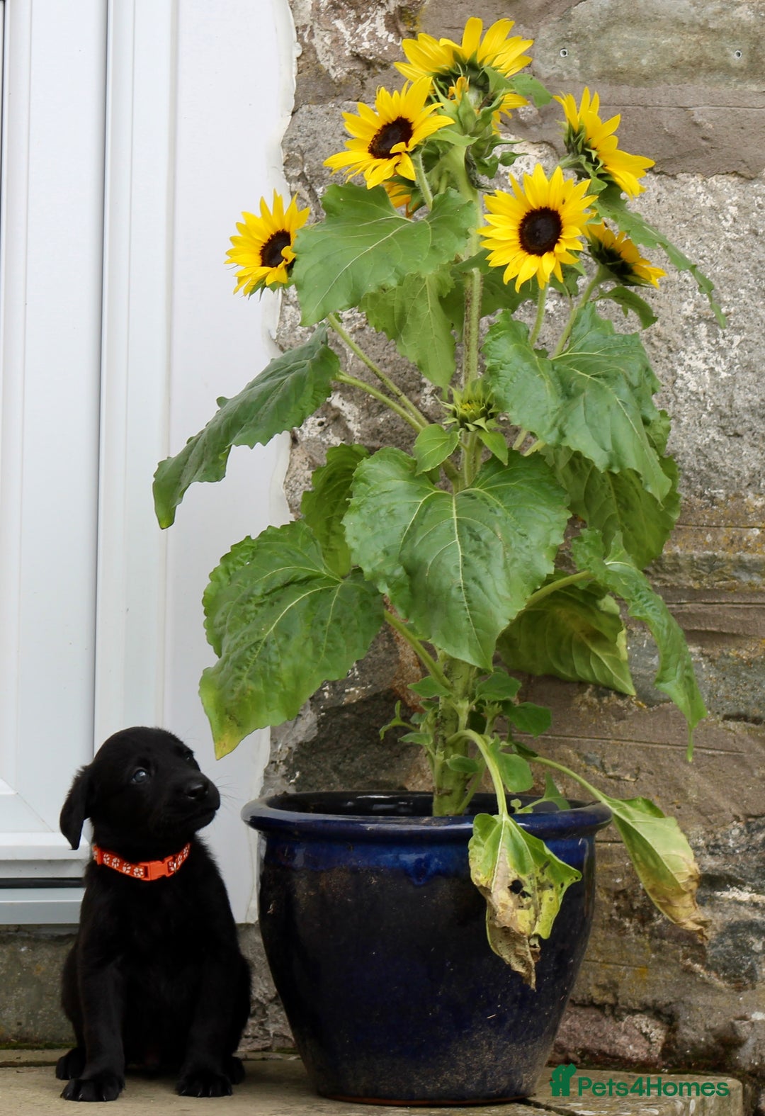 Labrador Retriever dogs for sale: Black and Yellow Working Labrador Puppies  - Image 34