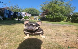 Rottweiler dogs for sale: Rottweiler  and frenchie for sale - Image 3