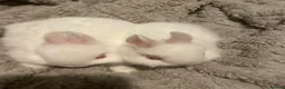 British Giant rabbits for sale: Netherland dwarf - Advert 9