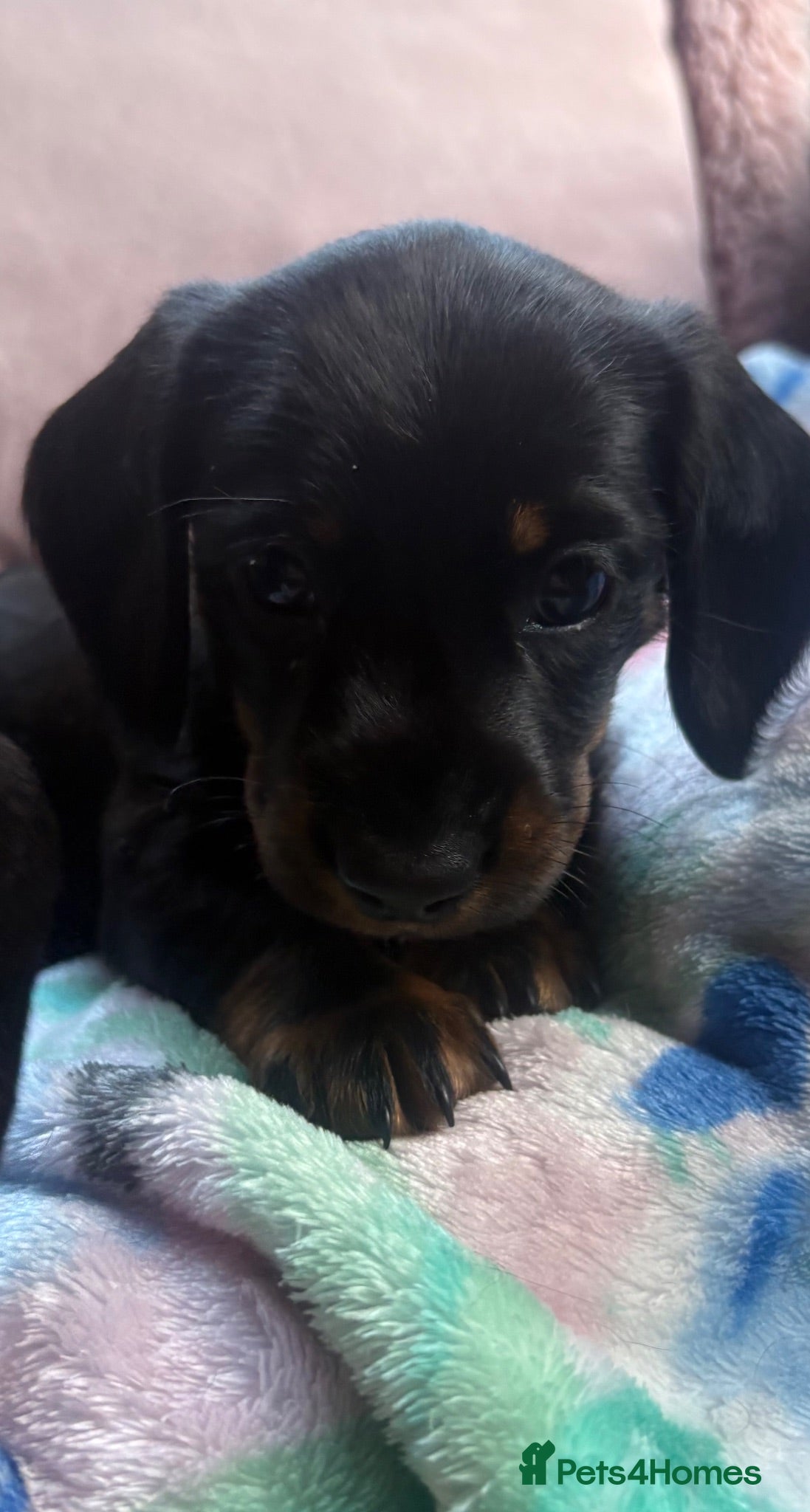 Miniature Dachshund dogs Beautiful Miniature Dachshund Puppies 🐾❤️ - Advert 2