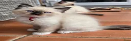 Ragdoll cats for sale: TICA/GCCF registered ragdoll kittens - Advert 12