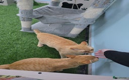 Mixed Breed cats for adoption: [Indoors Only] Lovely & affectionate Cuddlebugs - Image 6