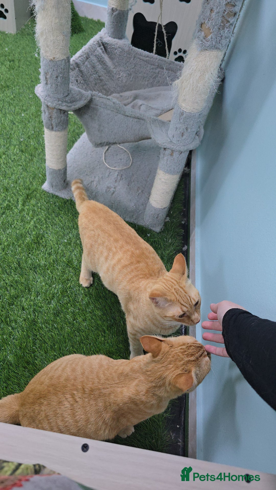 Mixed Breed cats for adoption: [Indoors Only] Lovely & affectionate Cuddlebugs - Image 6