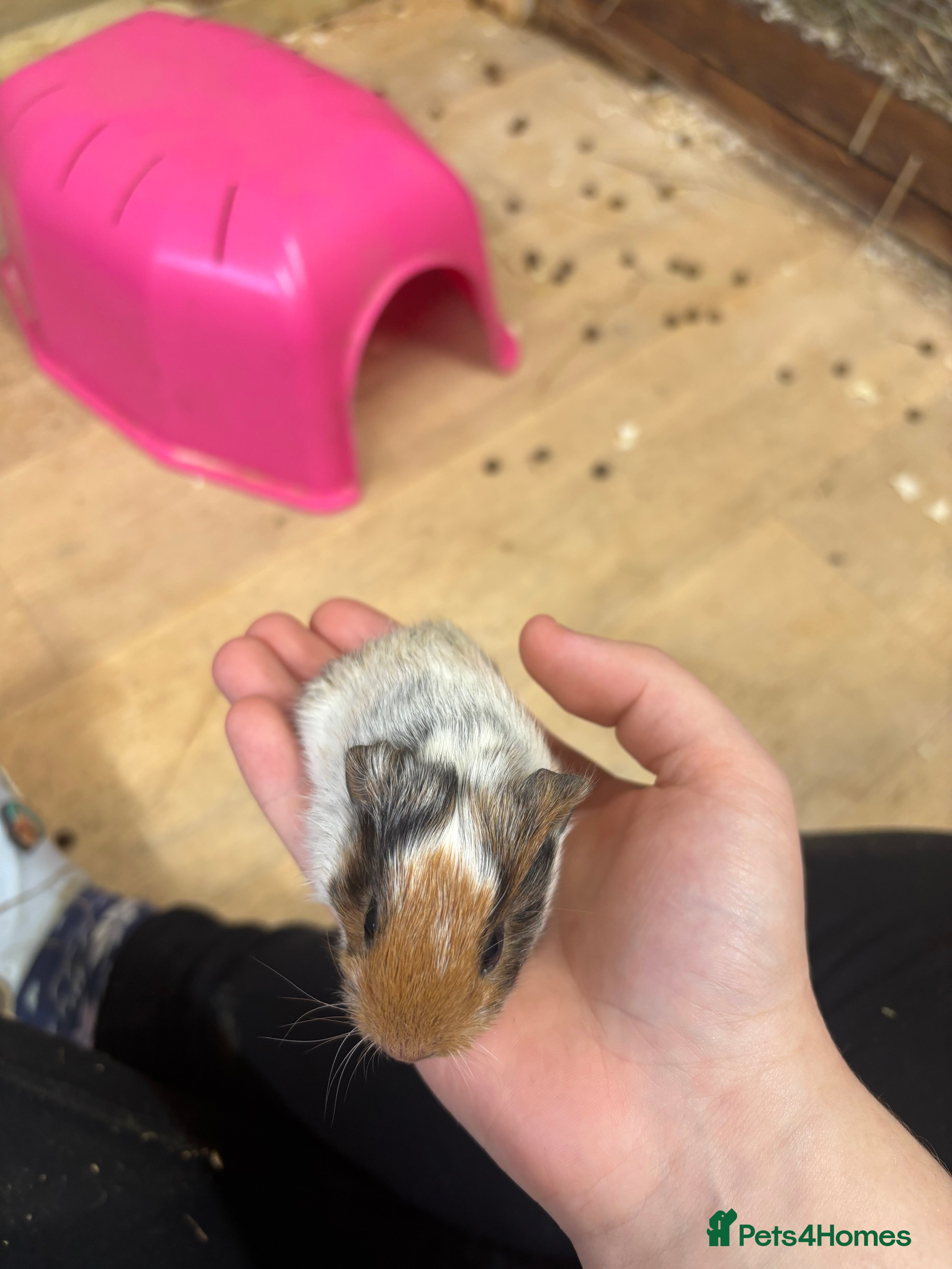 Guinea Pig rodents Neutered boar+sow.  Or boar pair - Advert 14