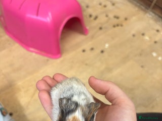 Guinea Pig rodents Neutered boar+sow. Or boar pair - Advert 14