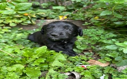 Mixed Breed dogs for sale: Naturally reared pups - Image 15