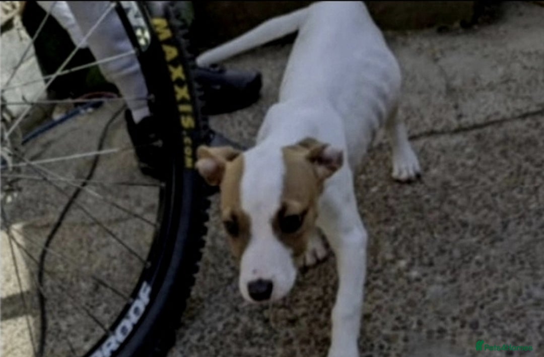 Staffordshire Bull Terrier dogs for sale: Two peas in a pod, staffys must go together  - Advert 15