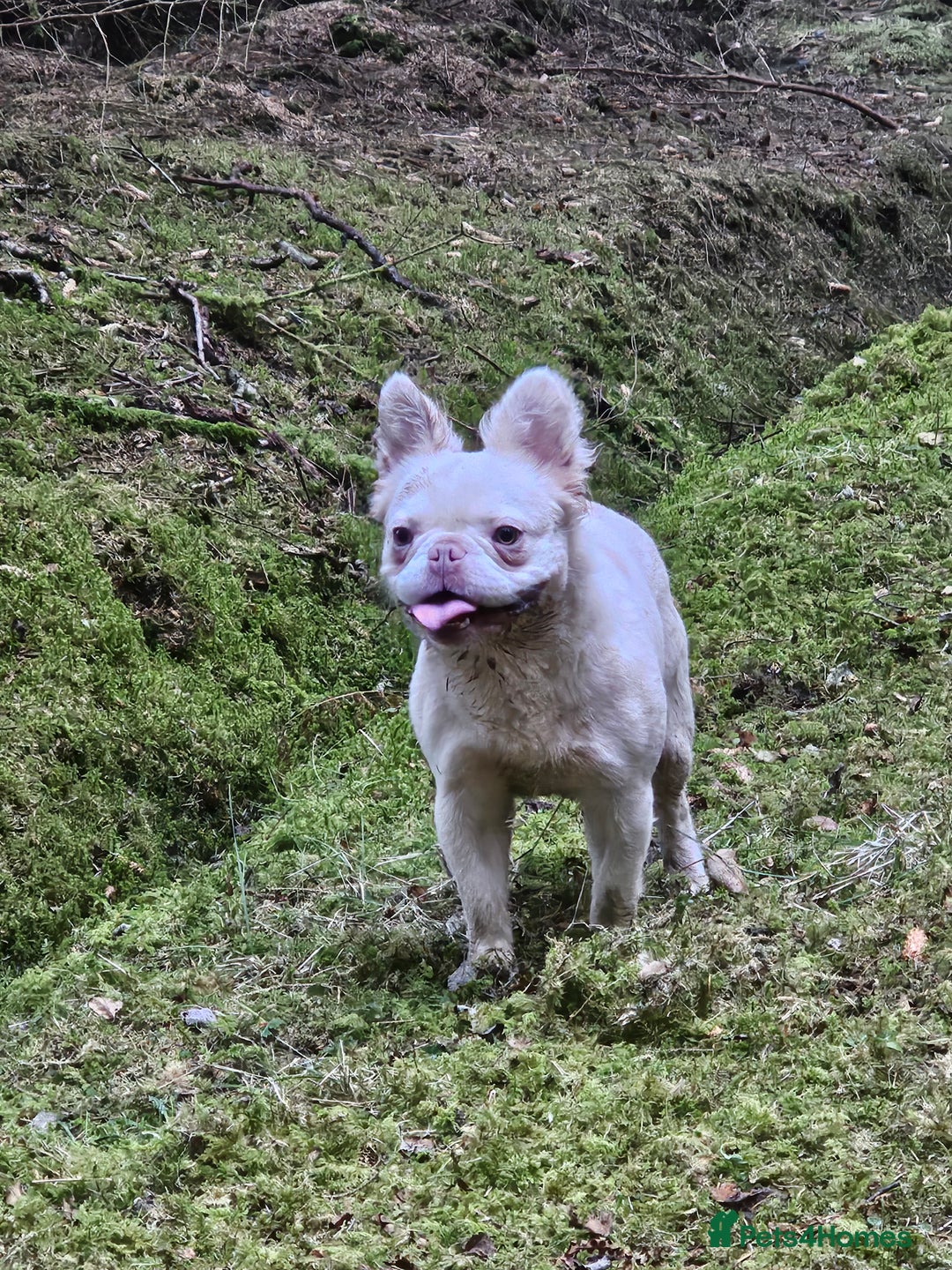 Mixed Breed dogs for sale: Micro exotic,s. - Advert 14