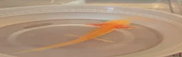 Axolotl reptiles for sale: Baby Axolotol’s  in Barnsley - Advert 6