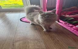 British Longhair cats for sale: British Longhaired mix - Image 6