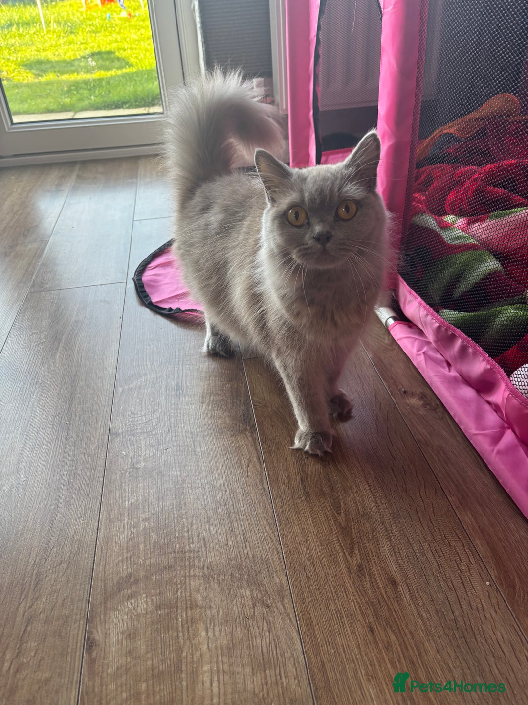 British Longhair cats for sale: British Longhaired mix - Image 6
