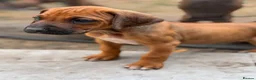 Rhodesian Ridgeback dogs for sale: * 2 Chunky Girls with Black Masks Available *  - Advert 7