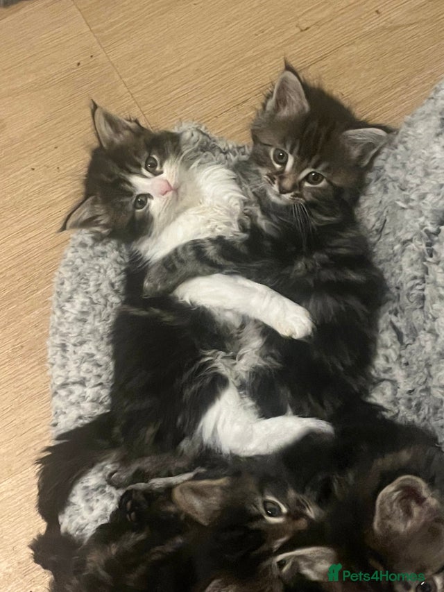 6x Ragdoll Maine coon X Ragdoll mix breed for sale in Penicuik | Pets4Homes