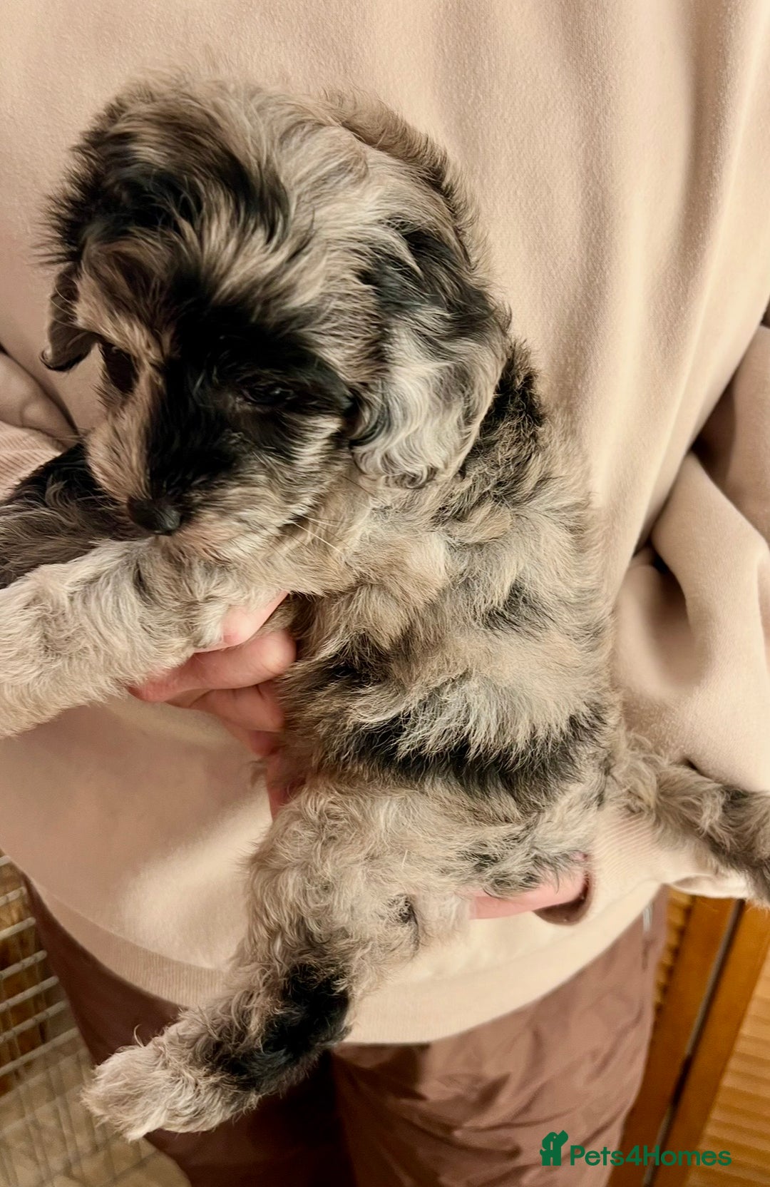 Labradoodle dogs for sale: F1b Labradoodles, Miniature Health tested parents - Advert 24