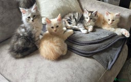 Maine Coon cats for sale: Stunning TICA Purebred Pedigree Maine Coon Kittens - Image 1