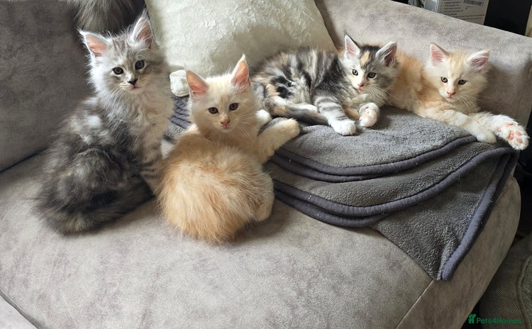 Maine Coon cats - Advert 15