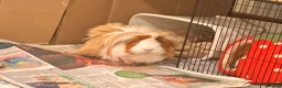 Guinea Pig rodents for sale: Long haired male Guinea pig  in Bradford - Advert 4