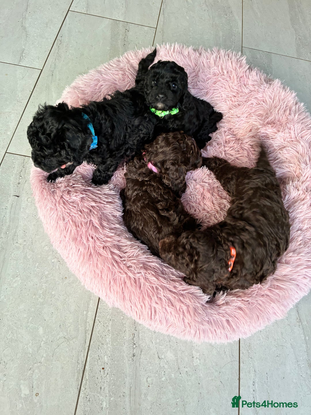 Cockapoo dogs for sale: Miniature cockapoos - Advert 16