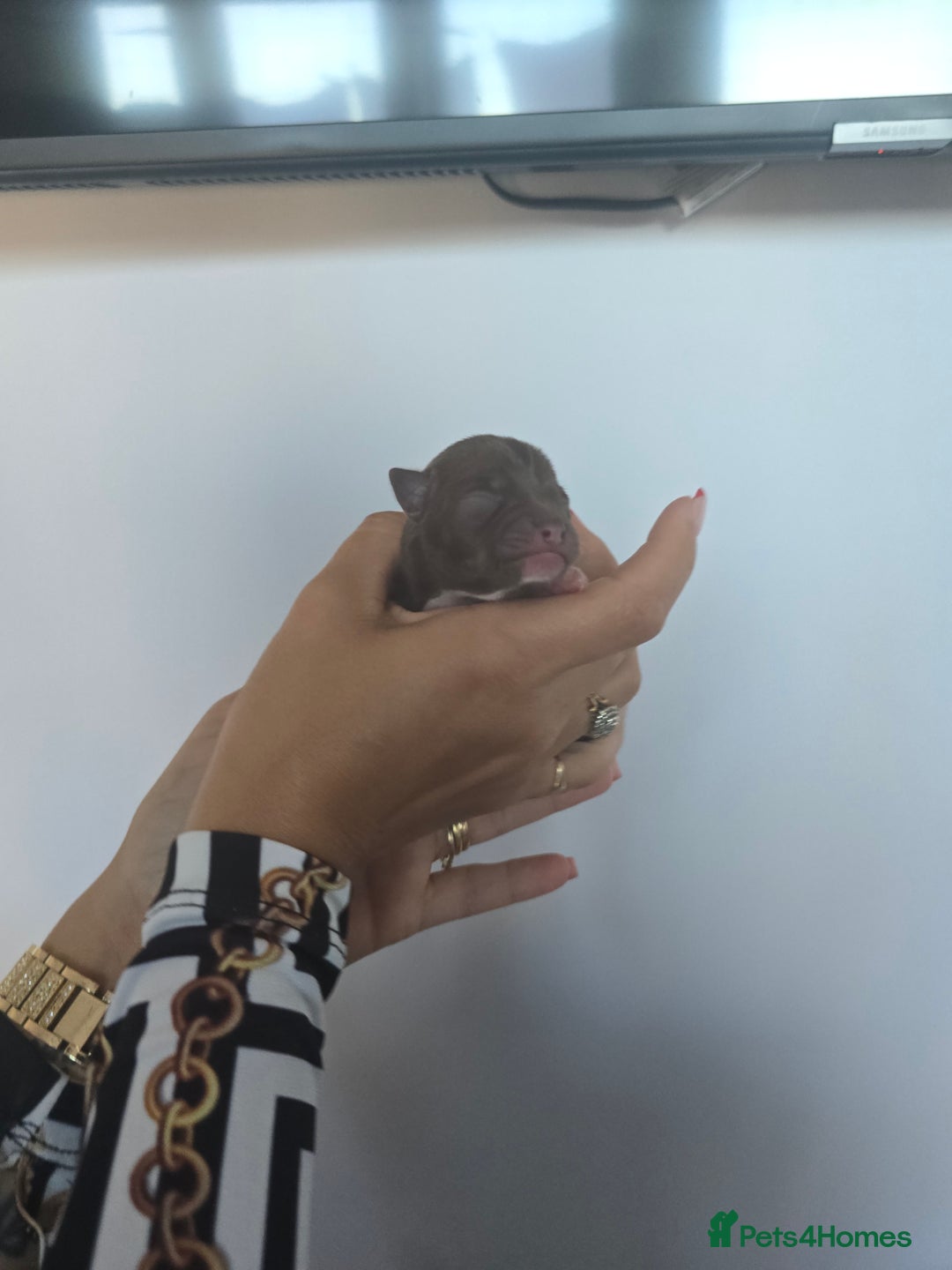Chihuahua dogs for sale: Cup Chihuahua mini - Image 11