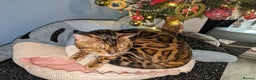 Bengal cats for stud: Impressive Stud Bengal TICA WCF reg in Harlow - Advert 39