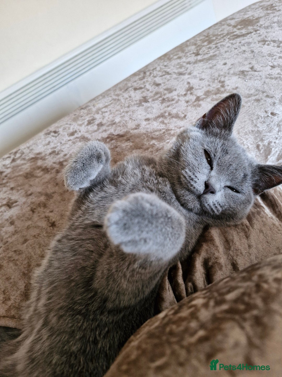 British Shorthair cats for sale: Beautiful Blue British shorthair  - Image 5