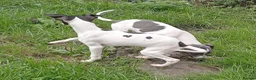 Italian Greyhound dogs for sale: Italian greyhound puppies  - Advert 9