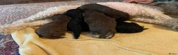 Toy Poodle dogs for sale: Beautiful litter of toy poodles  - Advert 19