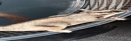Sugar Glider rodents for sale: 2 female sugar glders in South Ockendon - Advert 34