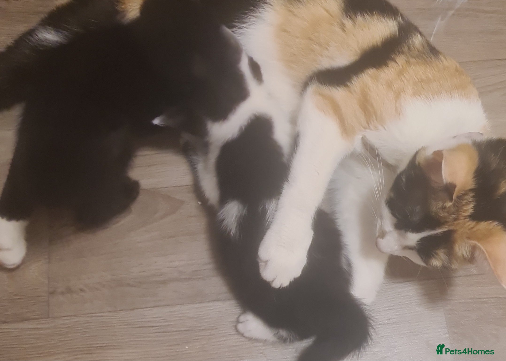 Mixed Breed cats Last boy remaining reduced price  - Advert 18