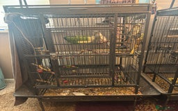 Cockatiels birds for sale: Eight birds for sale and 3 large cages £810 - Image 4