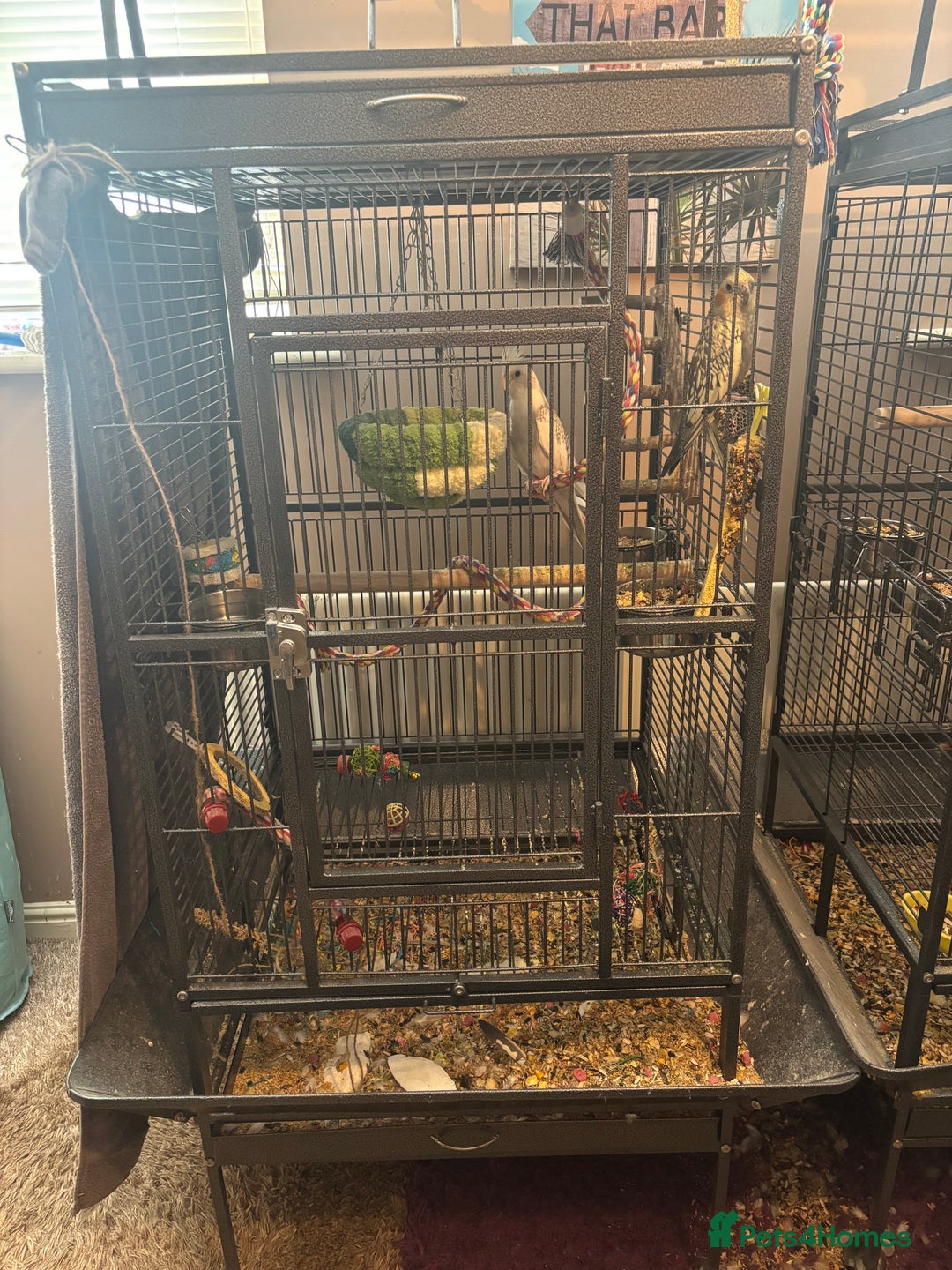 Cockatiels birds for sale: Eight birds for sale and 3 large cages £810 - Image 4