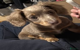 Miniature Dachshund dogs for sale: Miniature dachshund  - Image 7